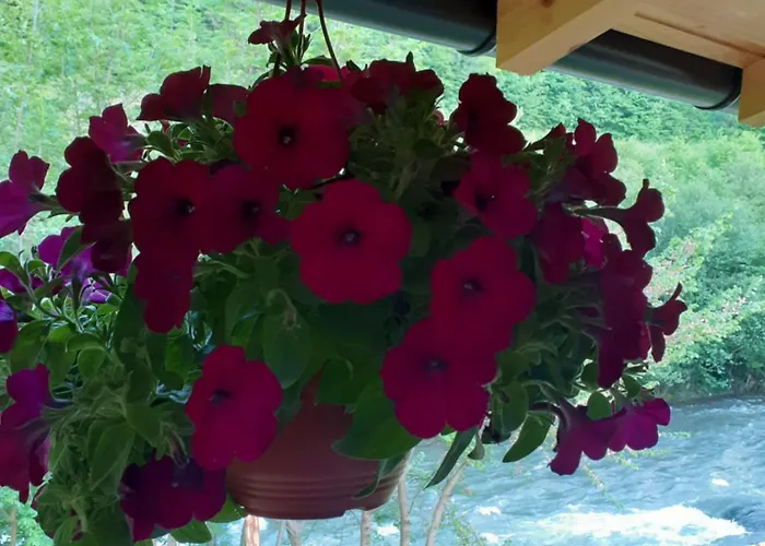 Amina-ahmad Vinac-jajce *